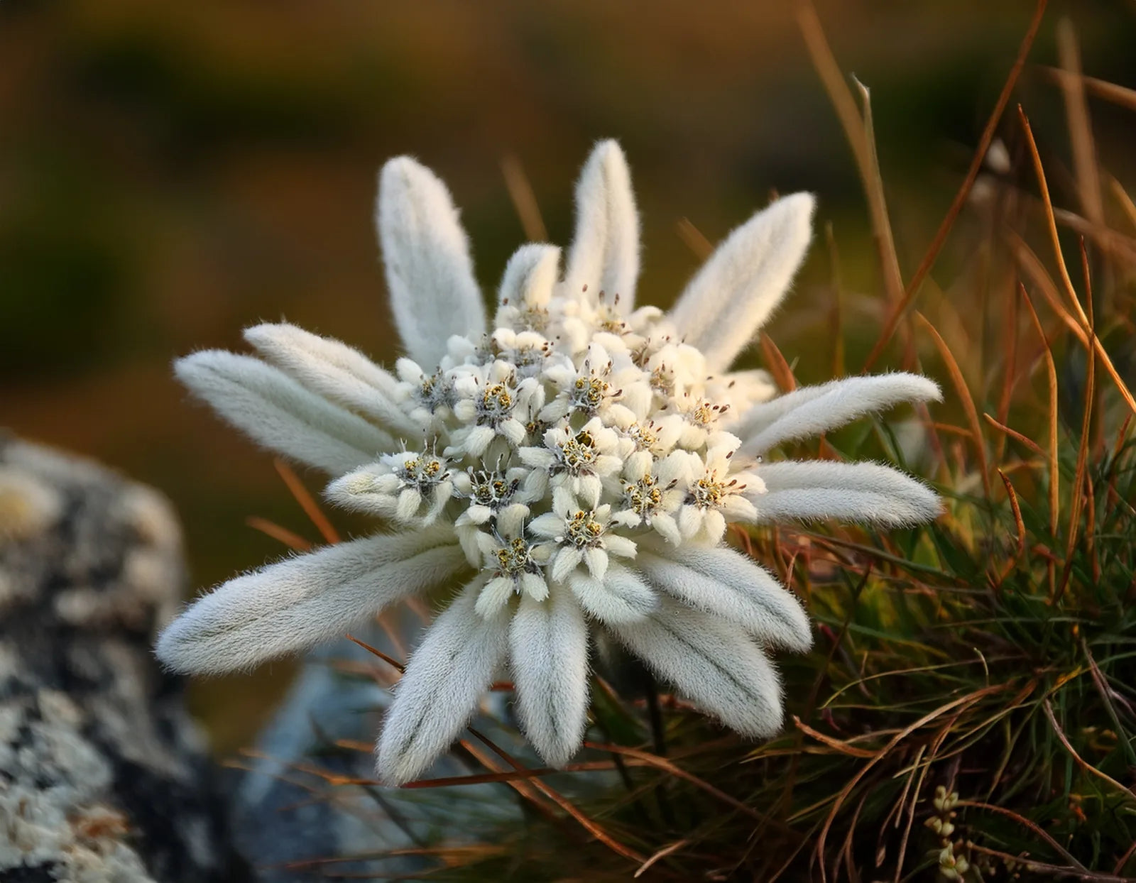 Woolly white edelweiss flower blooming on rocky alpine ground