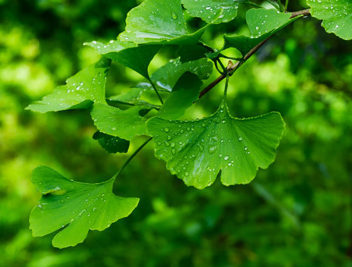 Fan-shaped ginkgo leaves speckled with fresh raindrops
