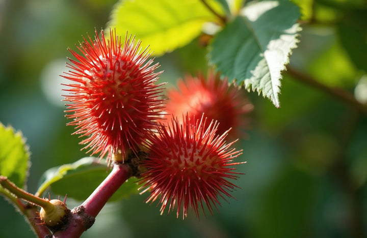 Castor, source of Ricinus Communis in Black Baccara Rose Shower Cream