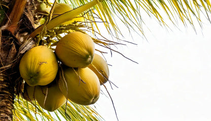 Young green coconuts growing beneath sunlit palm fronds