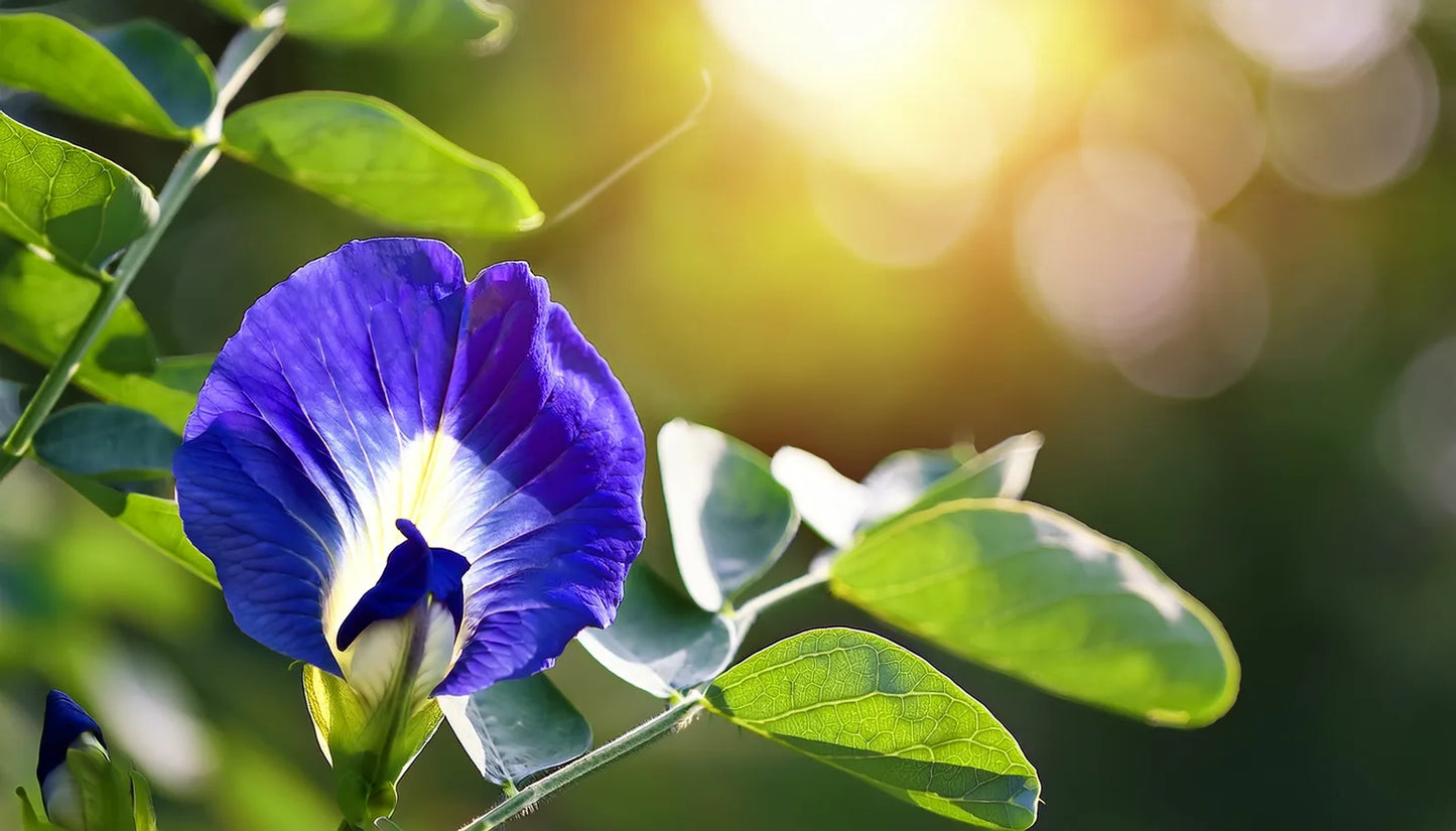 Butterfly Pea Flower, source of Clitoria Ternatea in KIDS Butterfly Pea Dewy Water Cream