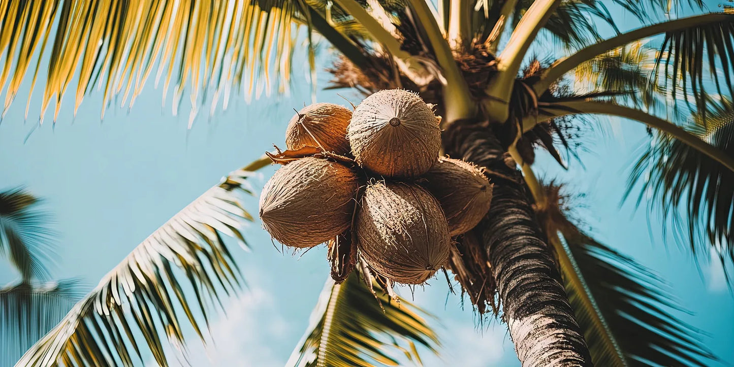 Coconut Palm, source of Cocos Nucifera in Cheeky & Sultry Goddess Body Scrub
