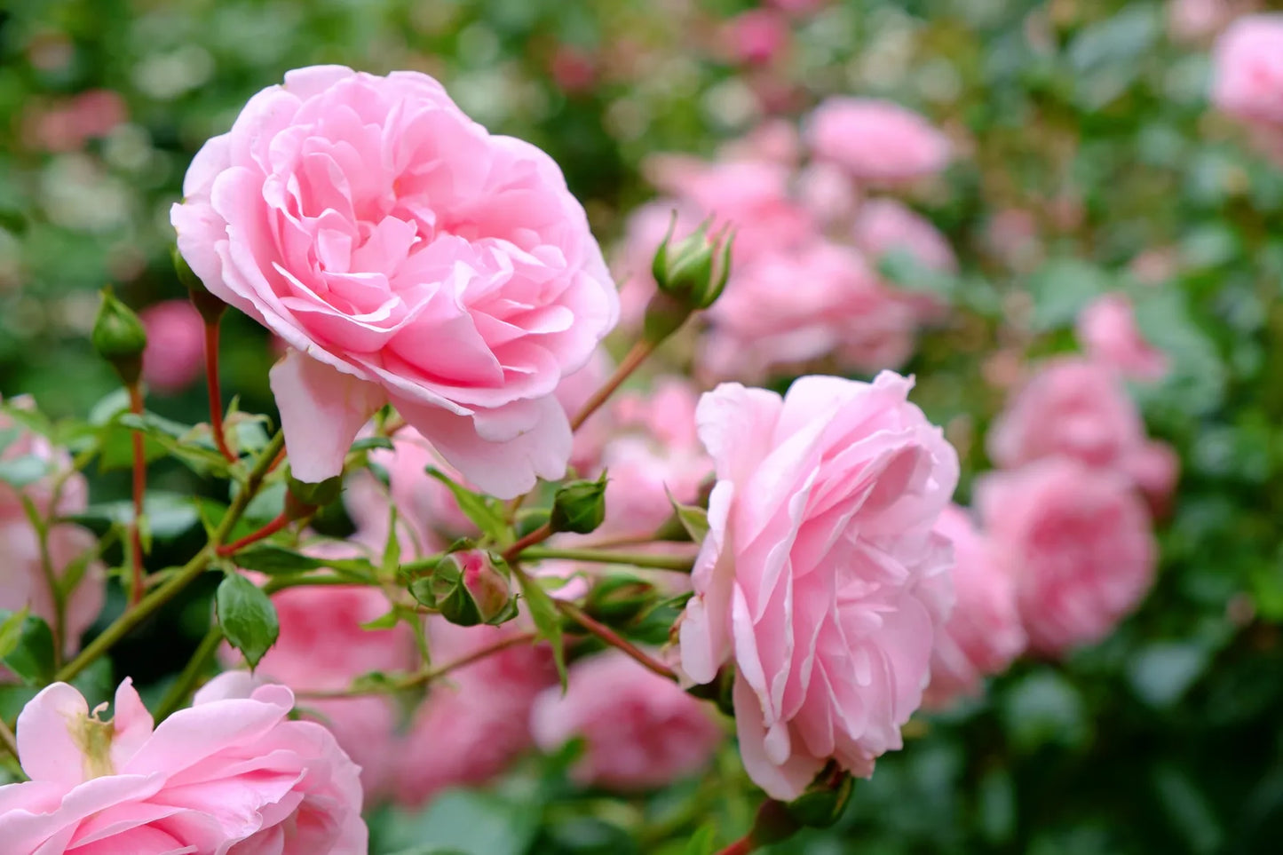 Soft pink centifolia roses blooming in a garden
