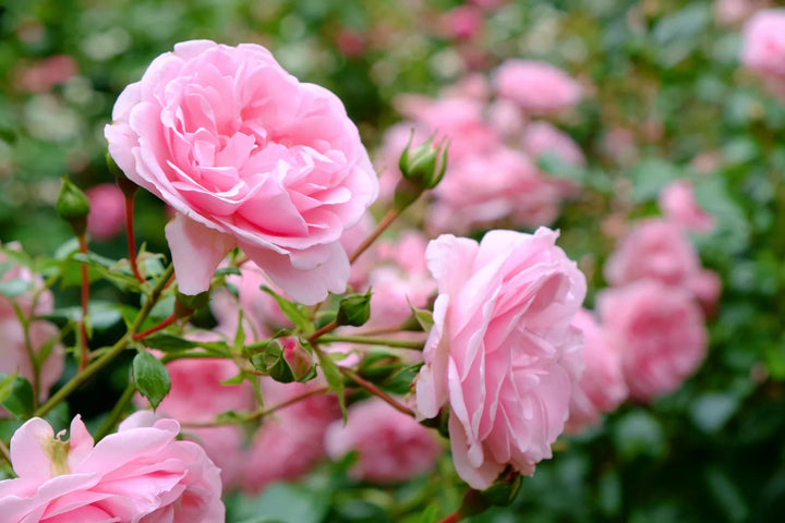 Soft pink centifolia roses blooming in a garden
