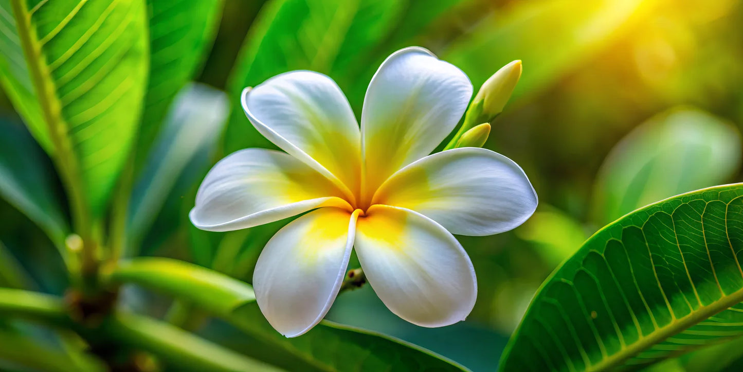 White frangipani flower with a sunny yellow heart among green leaves