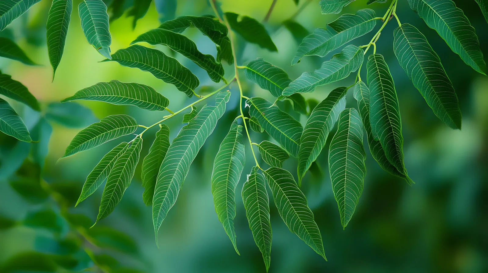 Slender serrated hemp leaves layered in cool green light