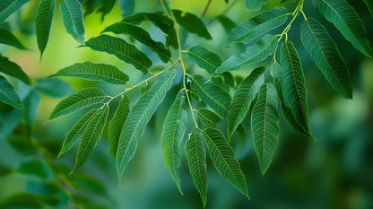 Slender serrated hemp leaves layered in cool green light