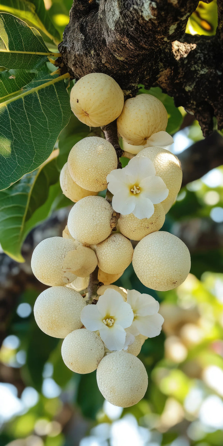Kukui Nut, source of Aleurites Moluccanus in Herbology Bloom Conditioning Shampoo