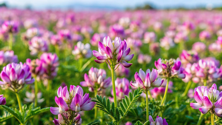 Field of pink astragalus flowers in bloom, soft-focus meadow