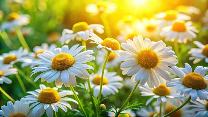 Chamomile, source of Chamomilla Recutita in KIDS Signature Body Creme