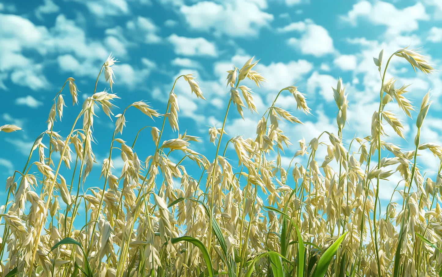 Oatmeal, source of Avena Sativa in KIDS Signature Body Creme