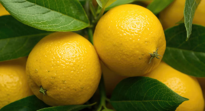 Lemon Peel, source of Citrus Limon in Lavender Mineral Ritual Body Wash