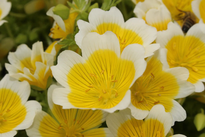 Meadowfoam, source of Limnanthes Alba in Luxe Golden Honey Butter Shampoo