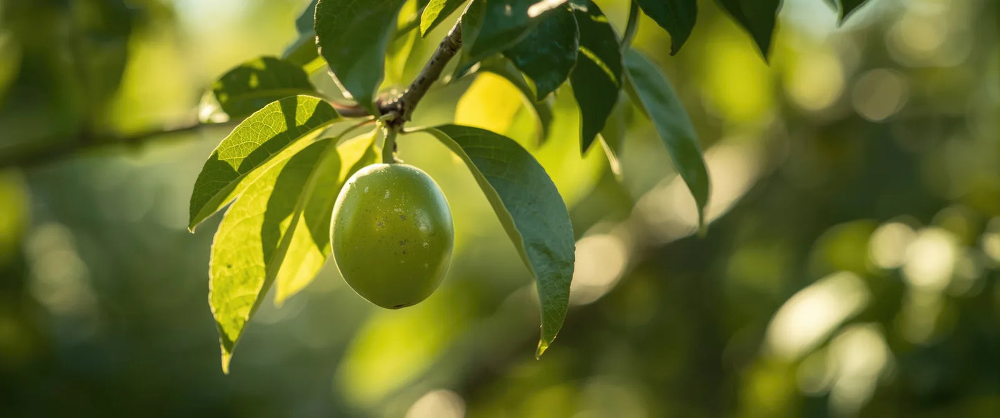A smooth green fruit ripening on a sunlit leafy branch