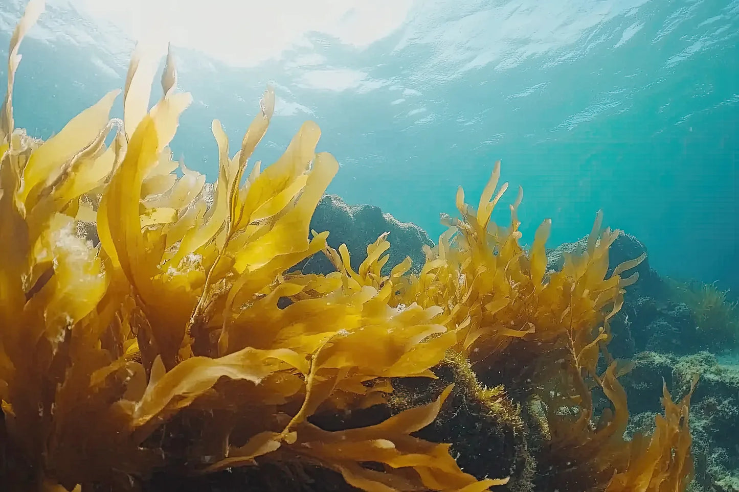 Golden strands of sea spaghetti seaweed rising through turquoise water