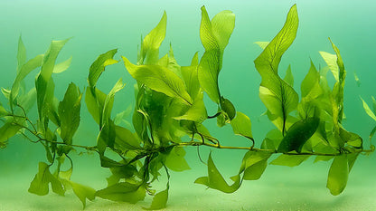Delicate green algae fronds drifting in pale sea-green water