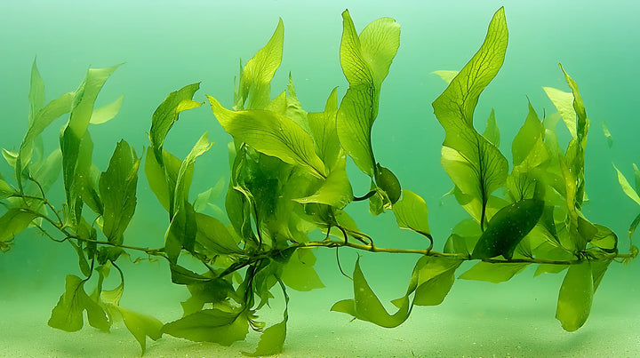 Delicate green algae fronds drifting in pale sea-green water