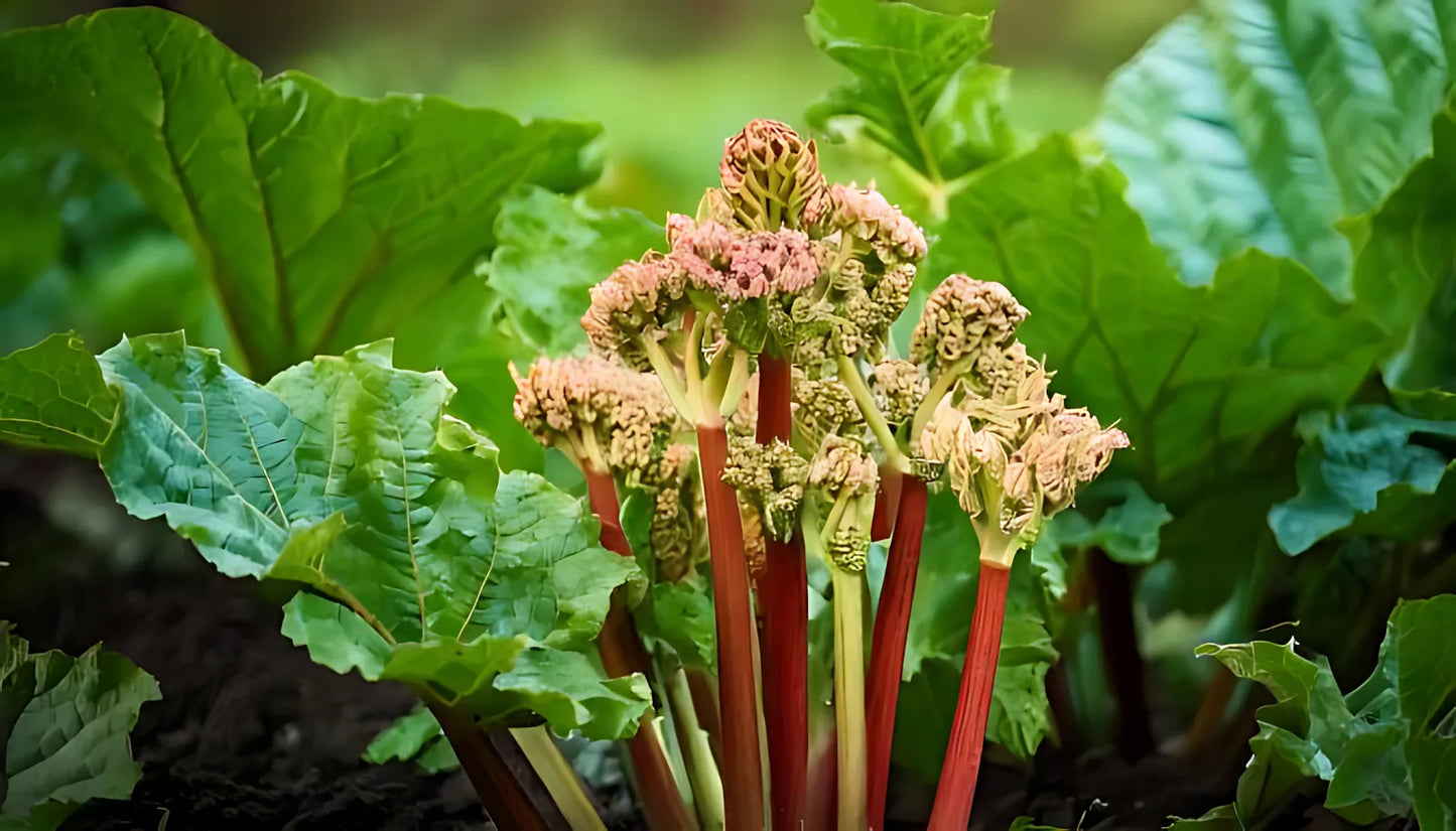 Rhubarb stalks and budding flower heads growing in a leafy garden