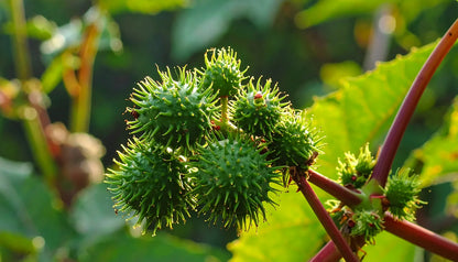 Castor, source of Ricinus Communis in Murumuru Rich Reconstruction Hair Mask