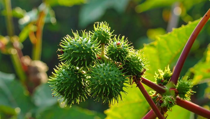 Castor, source of Ricinus Communis in Murumuru Rich Reconstruction Hair Mask