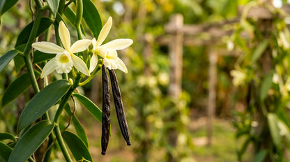 Cream vanilla orchid flower and green vanilla pods growing on the vine