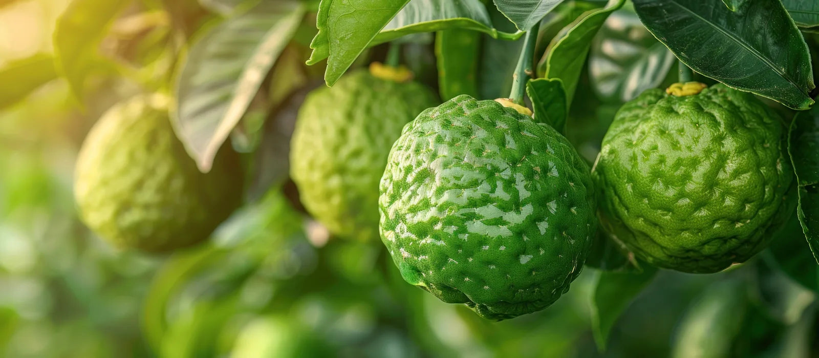 Bergamot, source of Citrus Bergamia in Parfum No. 1, The Signature