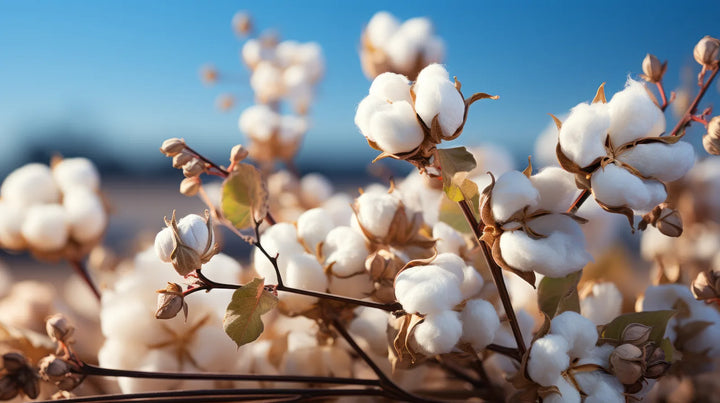 Cotton Flower, source of Gossypium in Parfum No. 2, The Blushed Signature