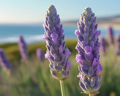 Purple flower spikes blooming on a grassy coastline above the sea, evoking sea lavender's salt-swept home