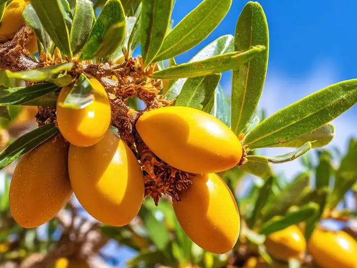 Argan fruit ripening on the tree — source of the argan kernel oil in Butter & Blush Signature Body Crème