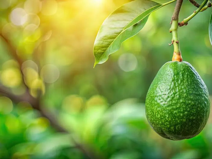 A ripe avocado hanging from the branch — source of the avocado oil in Butter & Blush Signature Body Crème