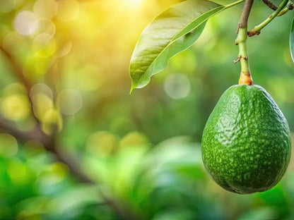 A ripe avocado hanging from the branch — source of the avocado oil in Butter & Blush Signature Body Crème
