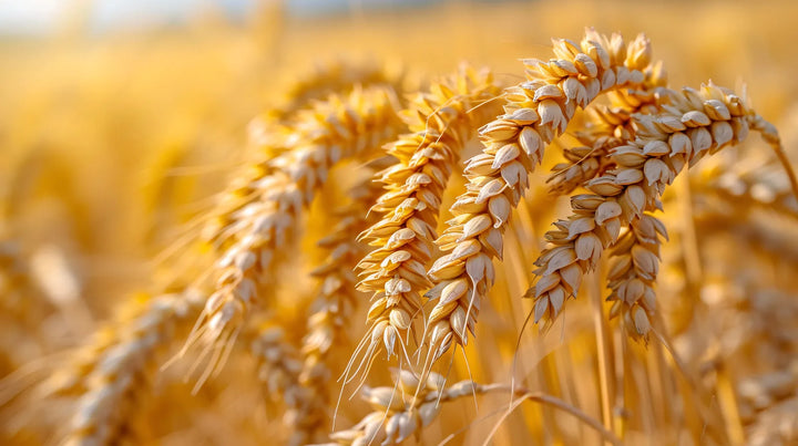 Wheat Protein, source of Hydrolyzed Wheat Protein in Silken Infusion & Cereal Therapy Conditioner