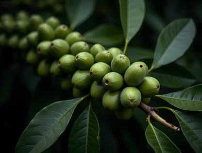 Clusters of smooth green fruits growing along a dark leafy branch