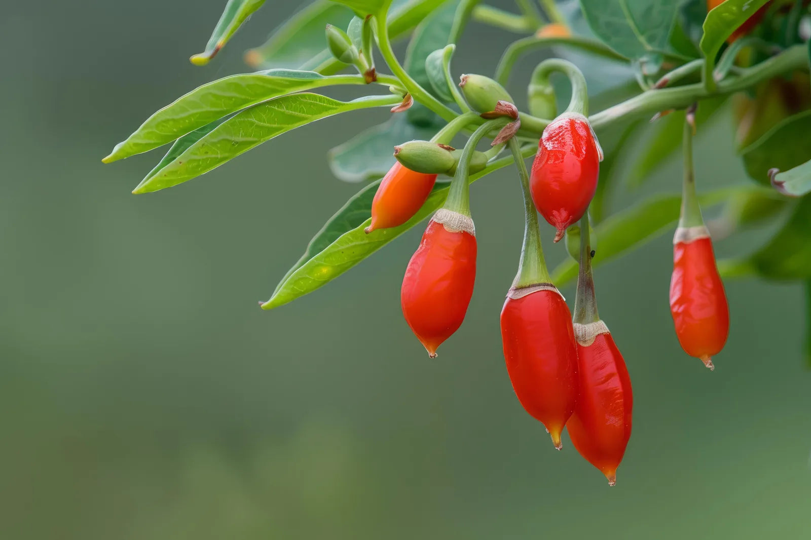 Bright red goji berries dangling from a slender leafy branch