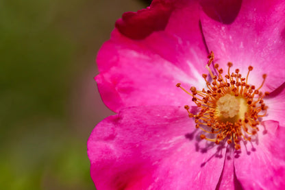 Vivid pink alpine rose petals and stamens in macro detail