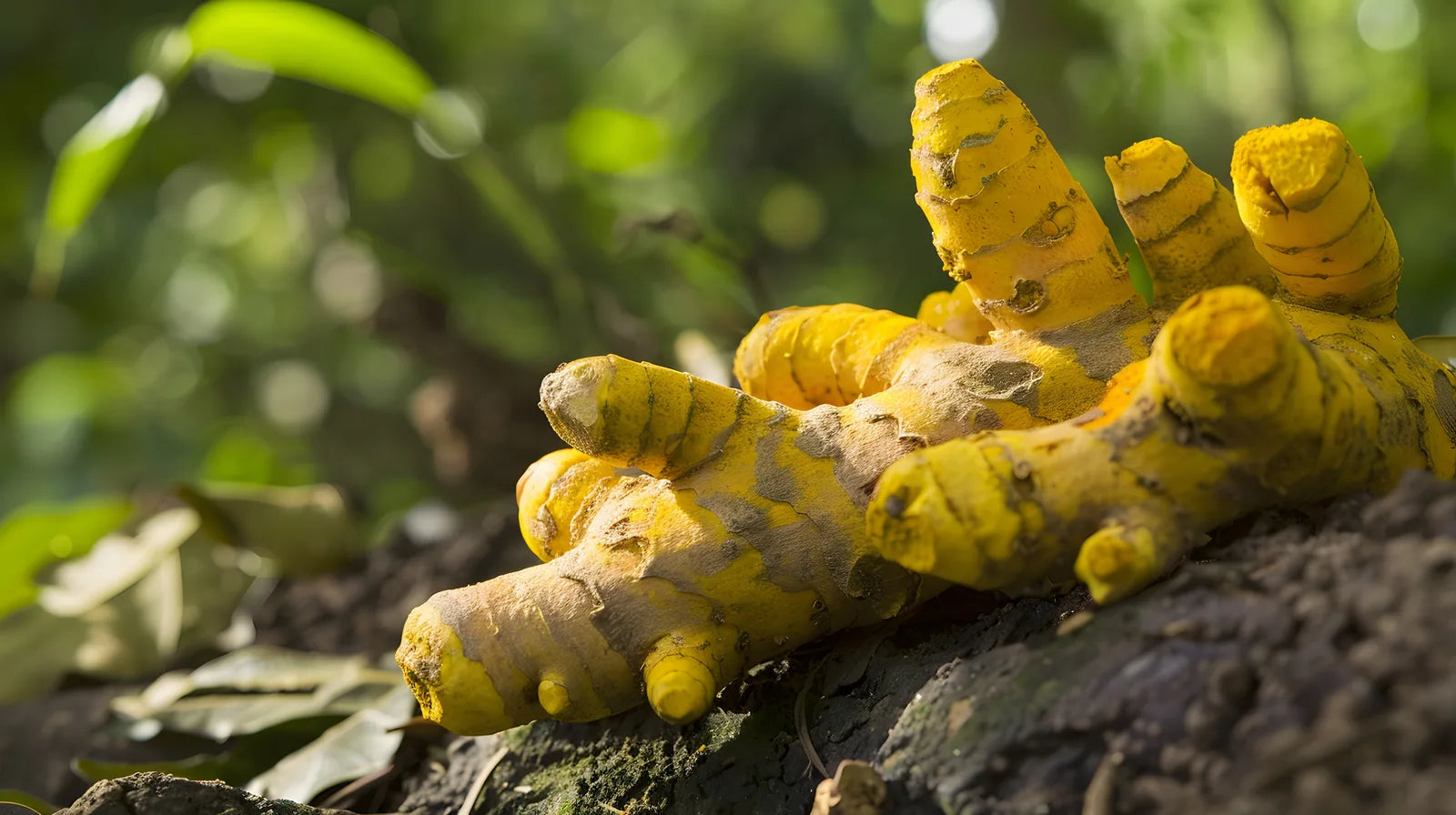 Turmeric Root, source of Curcuma Longa in Turmeric Glow Body Scrub