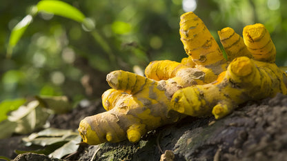Turmeric Root, source of Curcuma Longa in Turmeric Glow Body Scrub