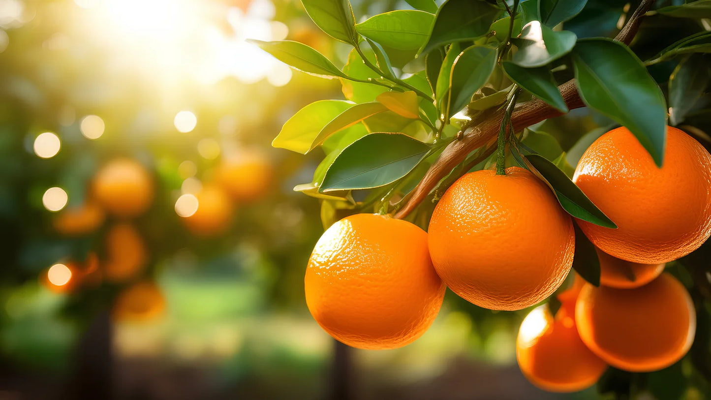 Orange Peel, source of Citrus Aurantium Dulcis in Turmeric Glow Body Scrub
